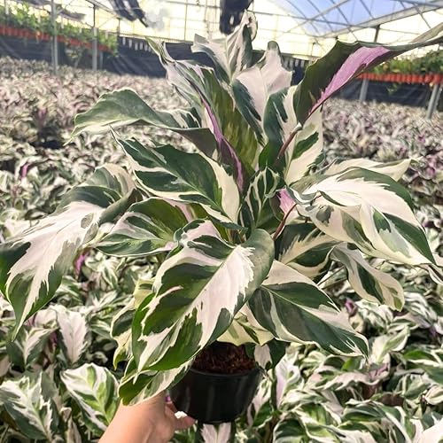 Miniatura 3 de Calathea Stella - Planta viva en maceta de cultivadores, viva en interiores, fácil de cultivar, fácil de cuidar y de bajo mantenimiento por