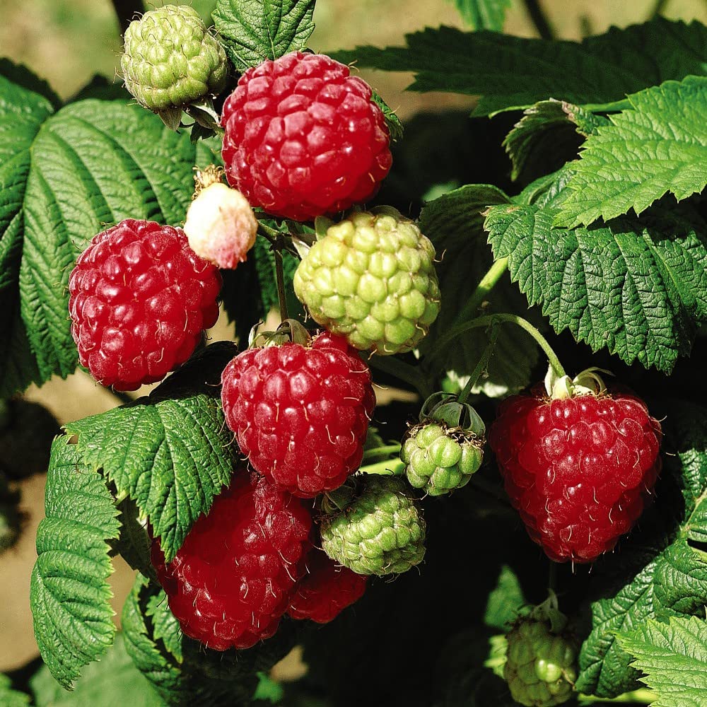 Raspberry Canes 'Octavia' Late Summer Fruiting Rubus idaeus Hardy Shrub Easy to Grow Your Own Garden Raspberries Fruit Plants 12x Bare Root Canes By Thompson and Morgan (12)