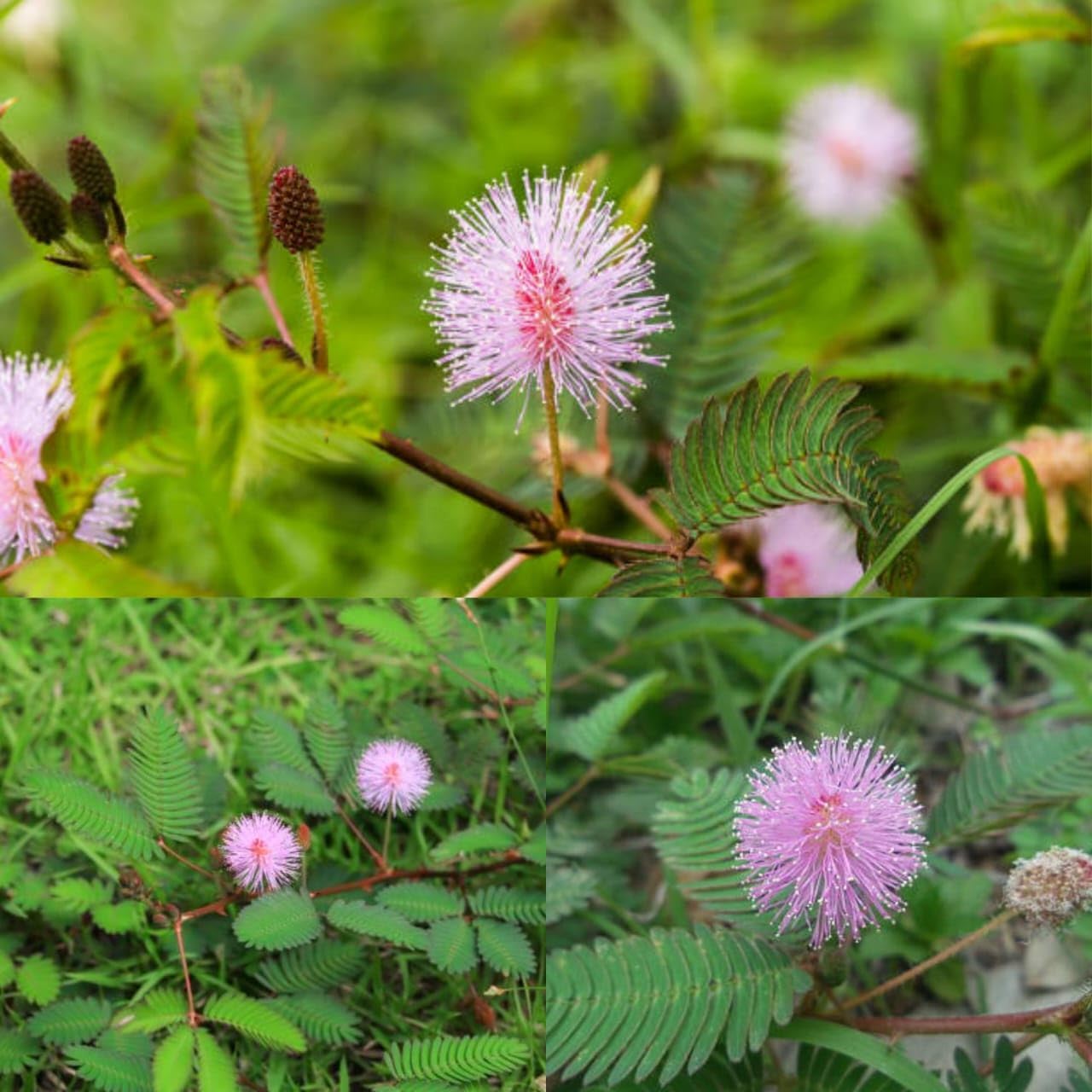 Chitra Garden Shami Flower Live Plant Prosopis Cineraria Vanni Maram Banni Mara Jammi Banni Sami Sammi Summy Dhaniushta Patra Chikur Chonkar Chettu Jandi Khejri Parampu Somi Plant (Pack 01)