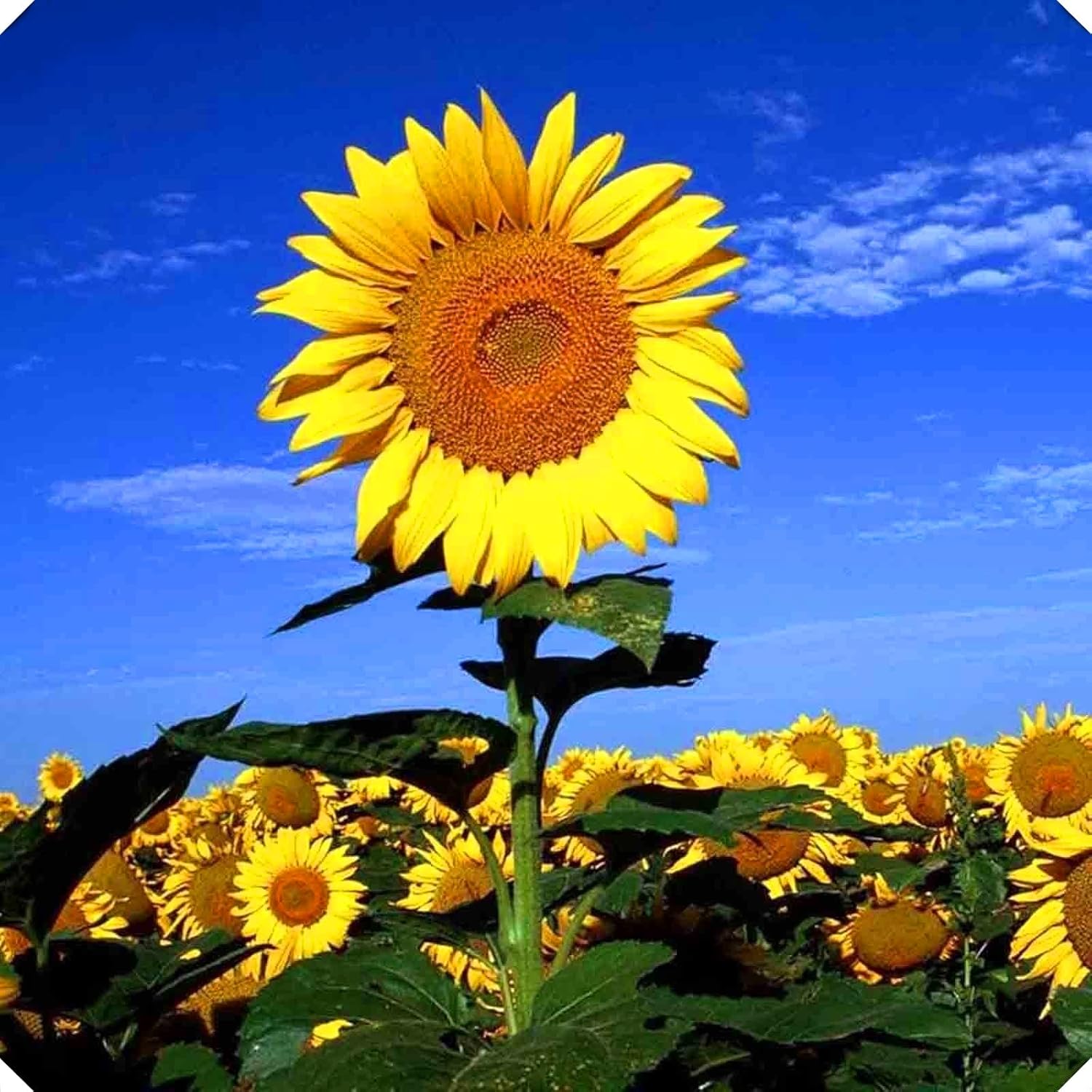 簡単な植え付け 植えるのに適したヒマワリの種 生きている緑の