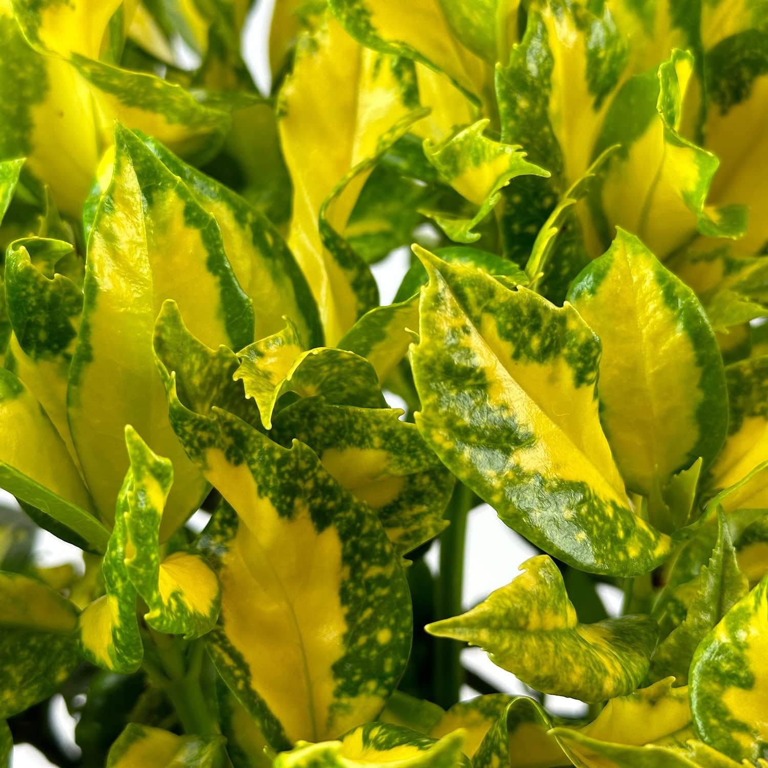 Blooming & Beautiful - Picturata Aucuba - 3 gal - Shade-Loving Evergreen Shrub - Glossy Green Foliage with Golden Centers - Zones 6-10 - Spotted Laurel - Aucuba Japonica 'Picturata' - 3 Gallon Pot