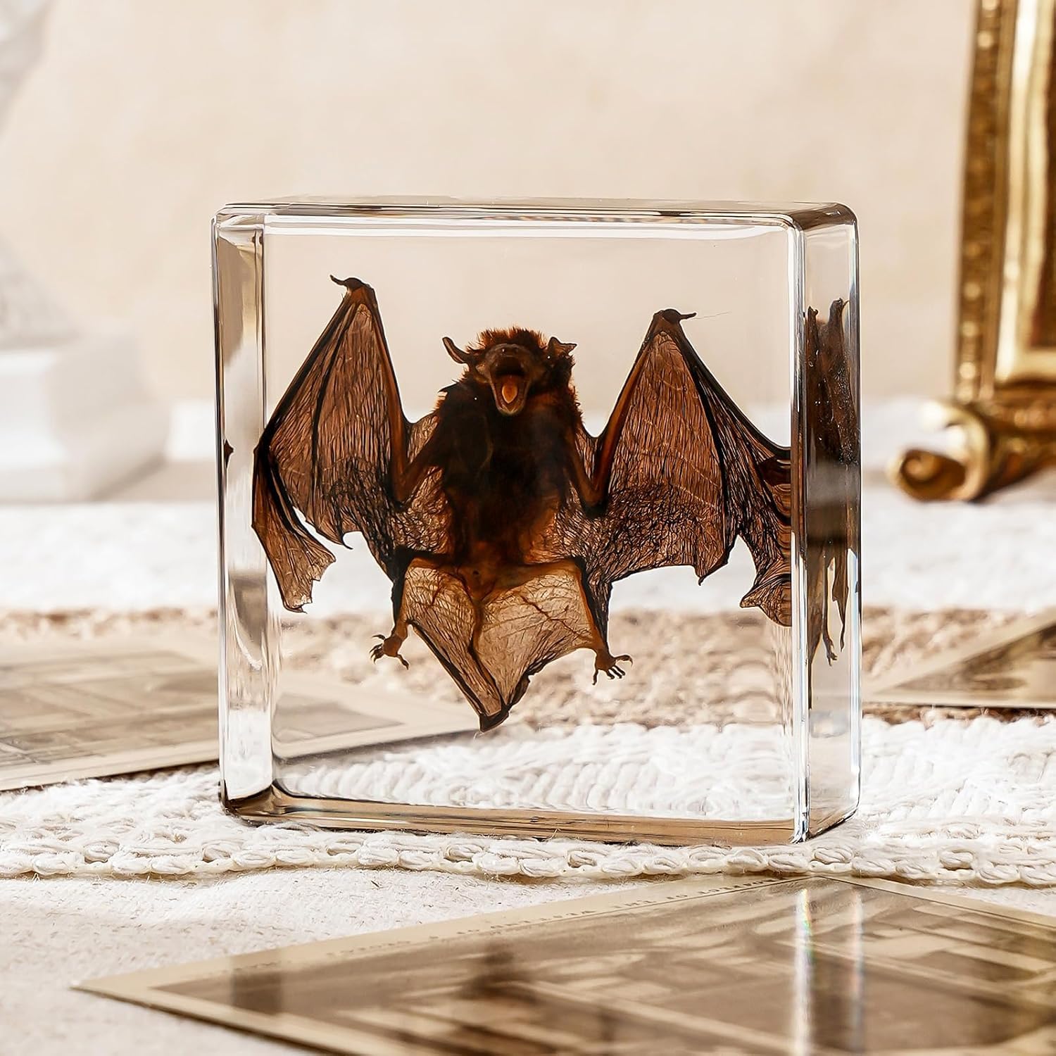 Taxidermy Bat, Real Bat Taxidermy Animal, Oddities Taxidermy, Resin Bat Specimen for Science Classroom, Biology Enthusiasts
