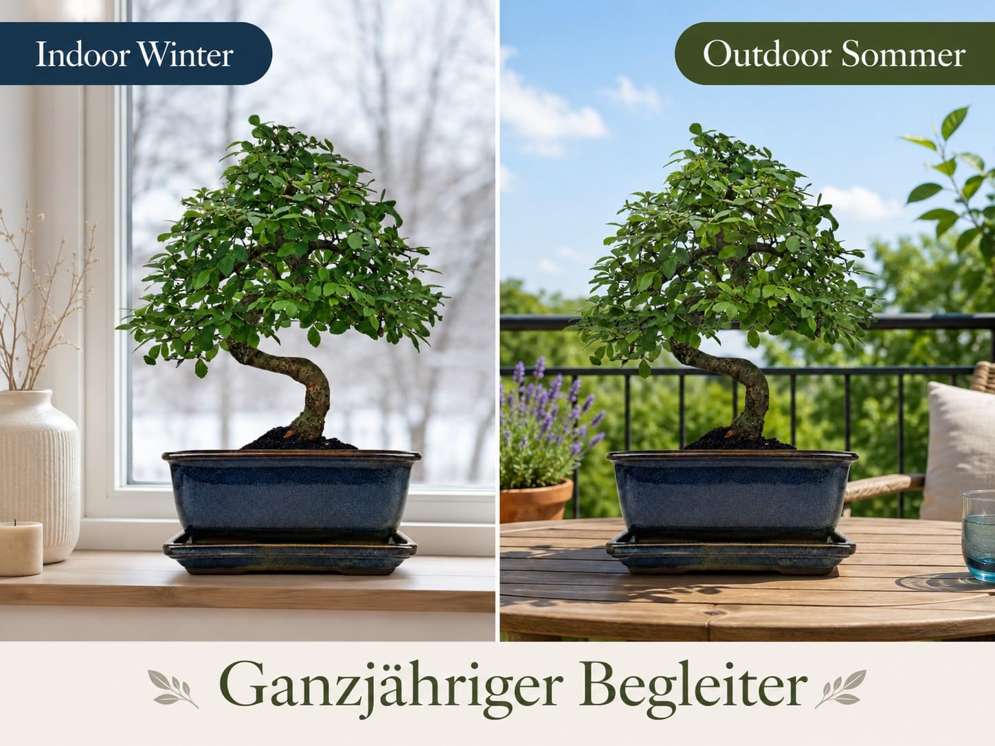 Anfänger Bonsai-Set Ulme 4-tlg. mit Schere & Drehteller 25cm | ca. 30 cm Pflanzenhöhe, heller Fensterplatz, Sommer draußen möglich, kompakt für Fensterbank, Geschenk für Pflanzenfreunde