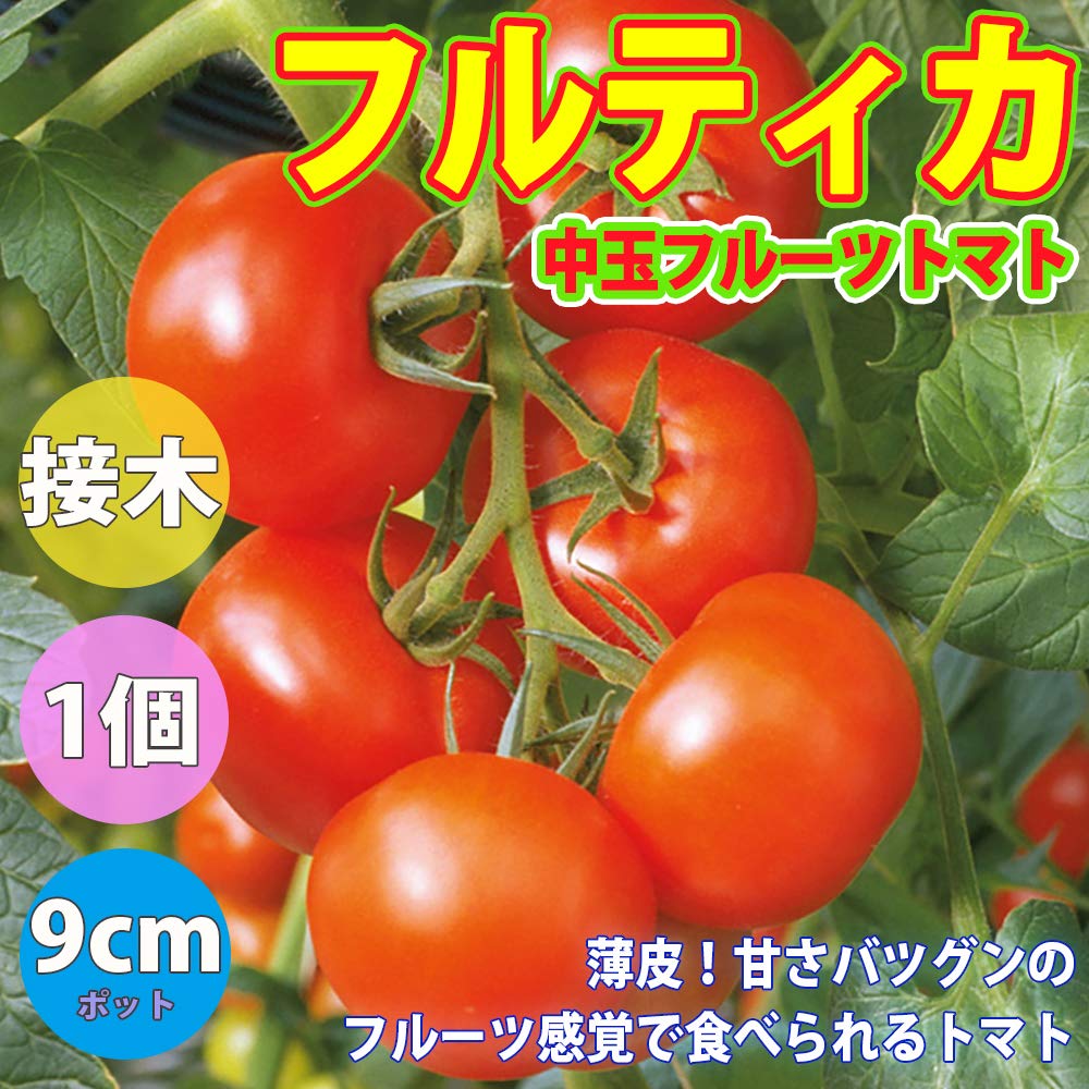 Amazon.co.jp: ITANSE 接木トマト苗 ミニ・中玉4品種