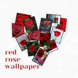 red rose wallpapers