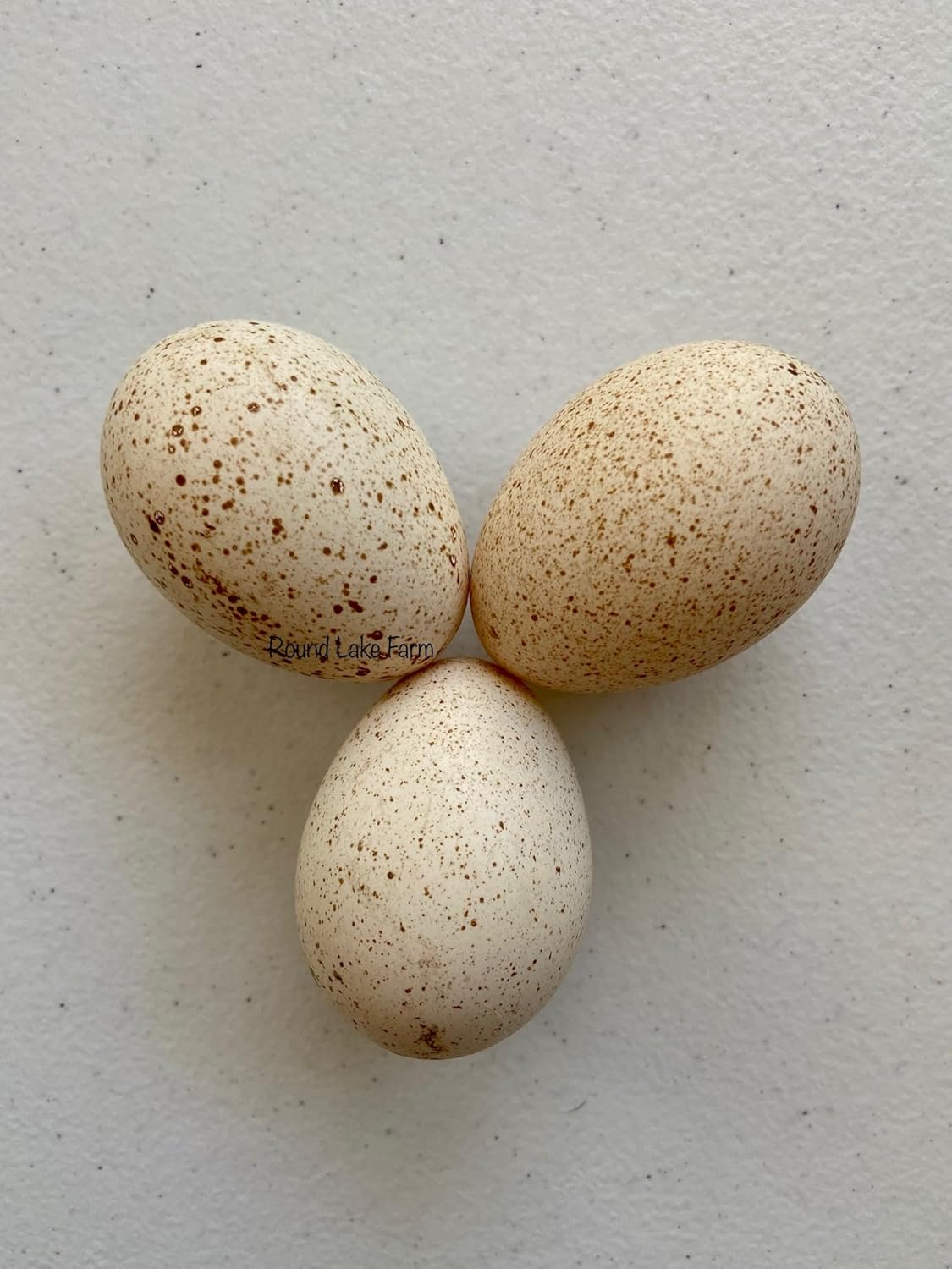 Turkey Fertile Hatching Egg Set - 6 Eggs - Shipped in Foam from Free Range Birds