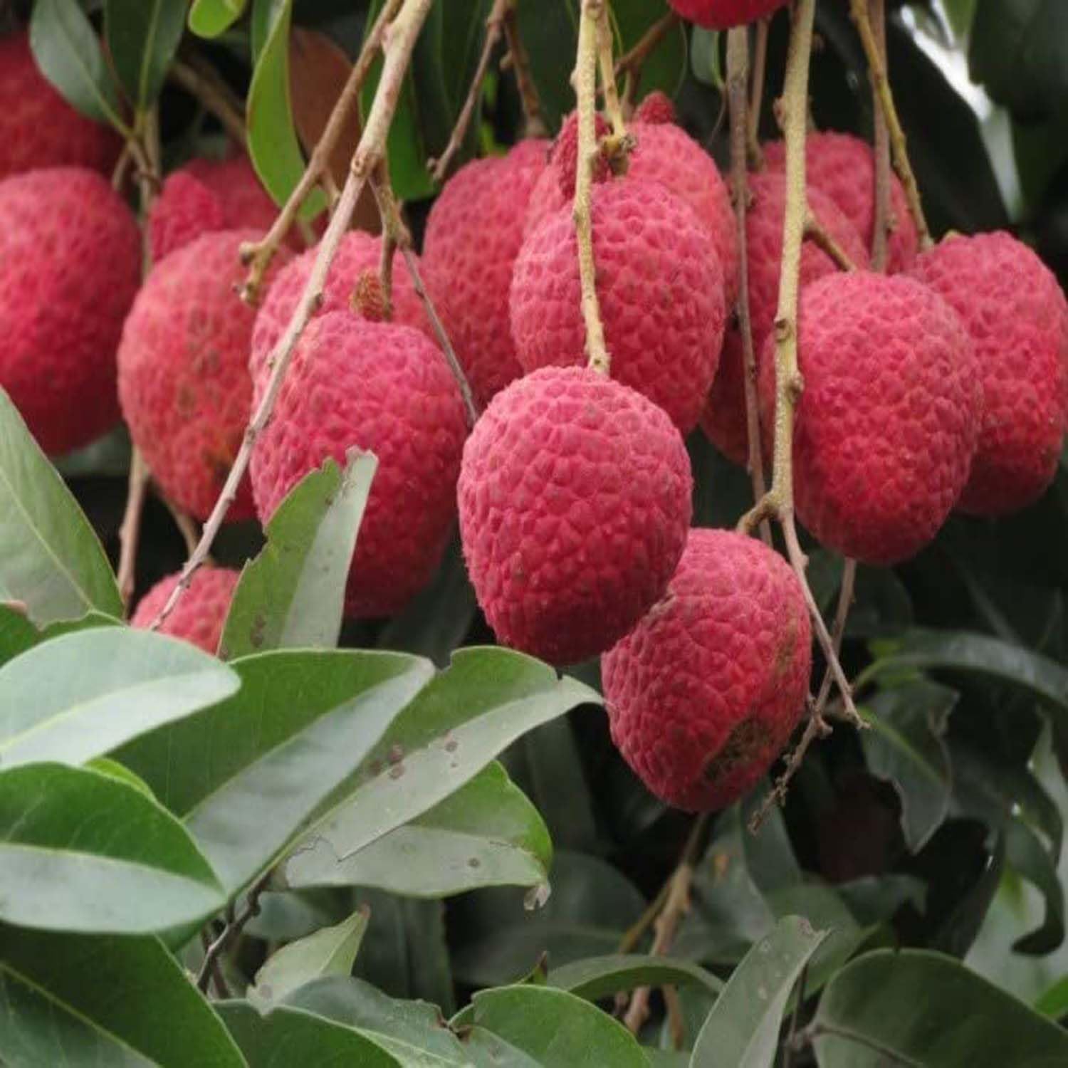 IXORA Litchi Muzaffarpur Shahi Variety Lychee Fruit (Air Layering/Grafted) Live Plants & Tree(1-2 Feet Size) (B0BN1SZN9W) Amazon Price History, Amazon Price Tracker