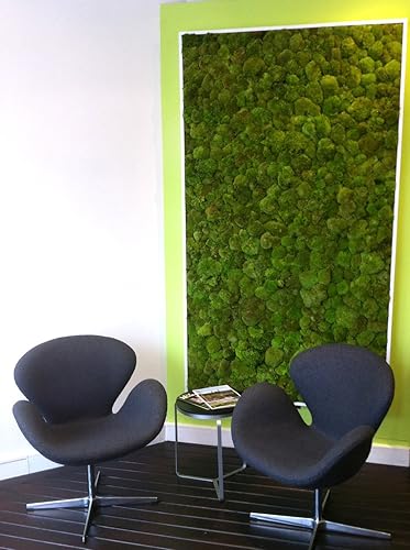 Miniatura 11 de Super Moss Mood Moss - Verde natural preservado 1200 cuin, verde fresco, bolsa de 200 en 3 (aprox. 8 onzas) (21539) (paquete de 2) Verde