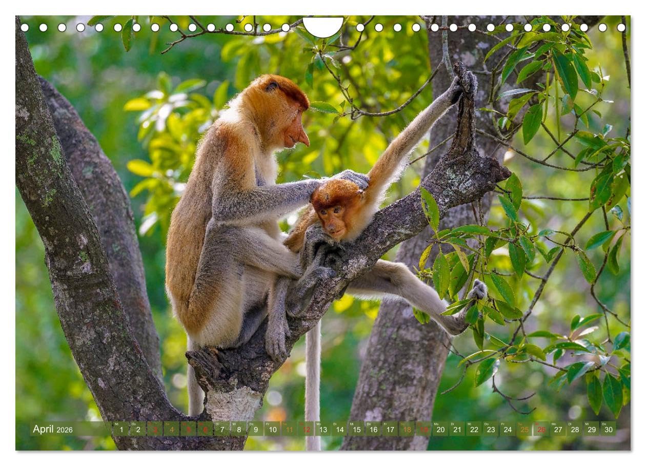Nasenaffen von Borneo (Wandkalender 2026 DIN A4 quer), CALVENDO Monatskalender: Das aufregende Leben der Nasenaffen in Borneo (CALVENDO Tiere)