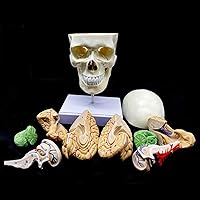 Vista 6 de Cráneo humano con cerebro y vértebra cervical Modelo anatómico Anatomía de tamaño real para estudio de aula de ciencias Modelo de enseñanza