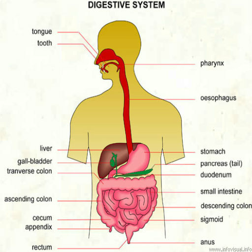 Visual Anatomy and System Diseases - App on Amazon Appstore