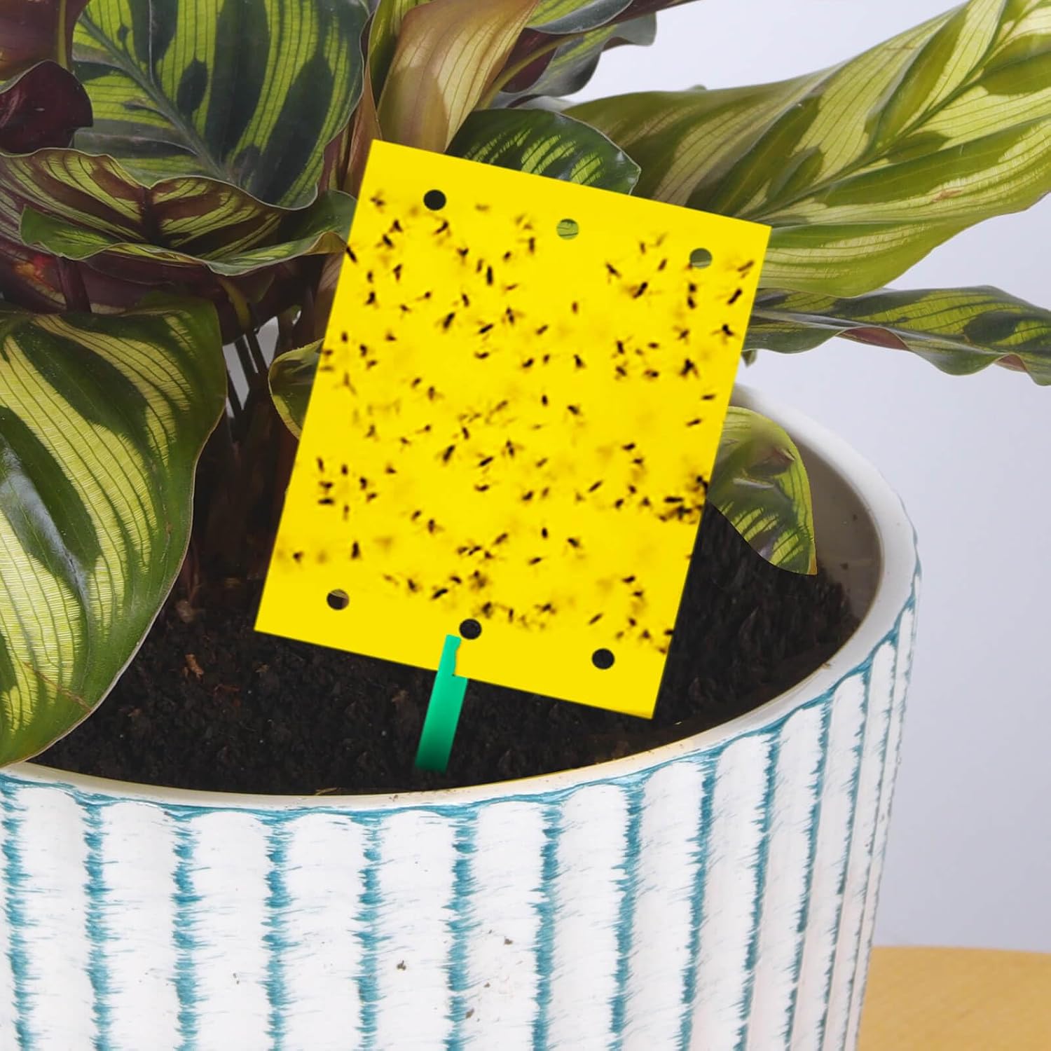 Yellow boards, pack of 40