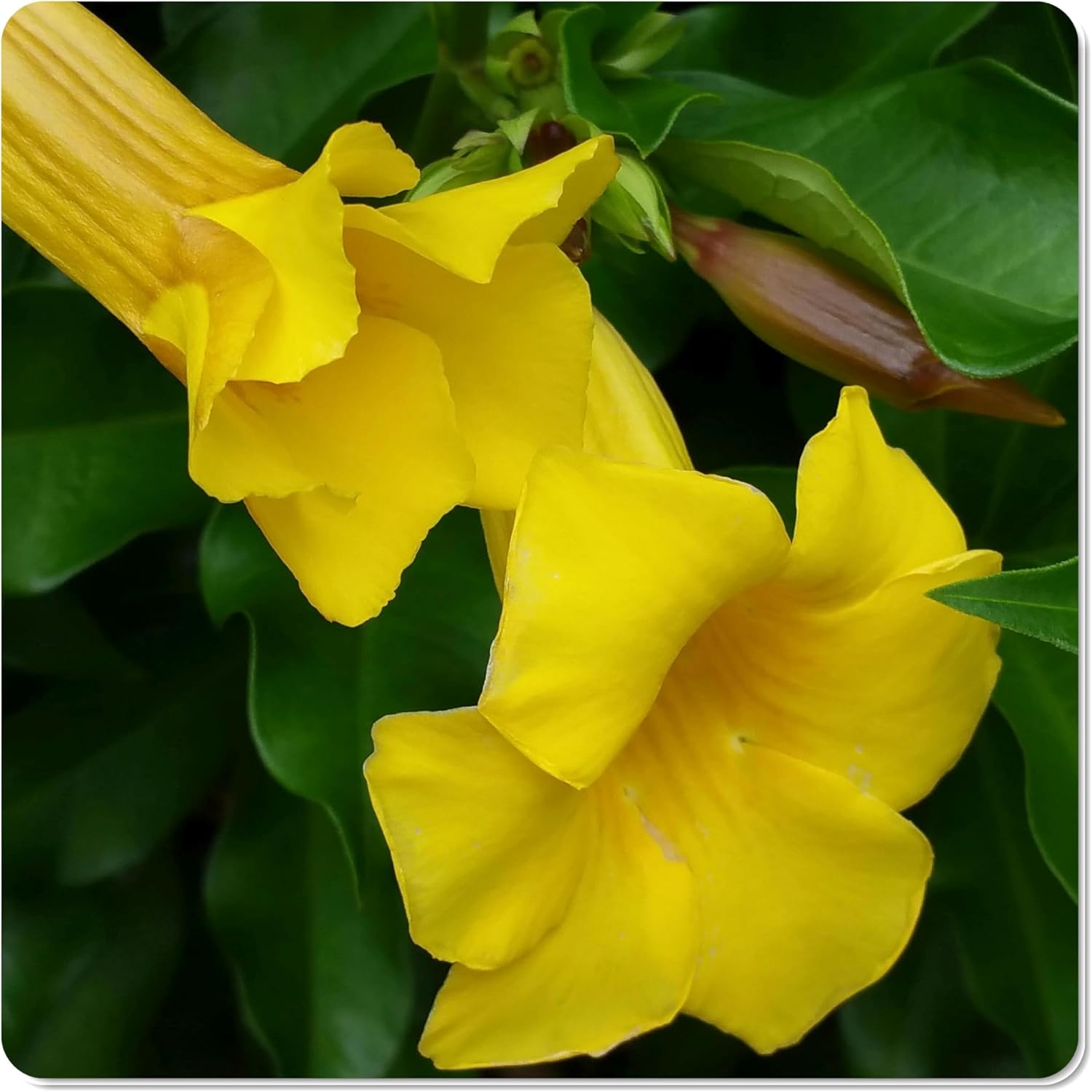 Bush Allamanda schottii - Live Shrub Plant - Yellow Trumpet Bell Flower -8 10 Inches Tall 4 Inch Pot