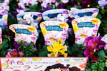 Amazon｜フローリストせきど 季節の鉢花セット Sサイズ 4〜6個セット