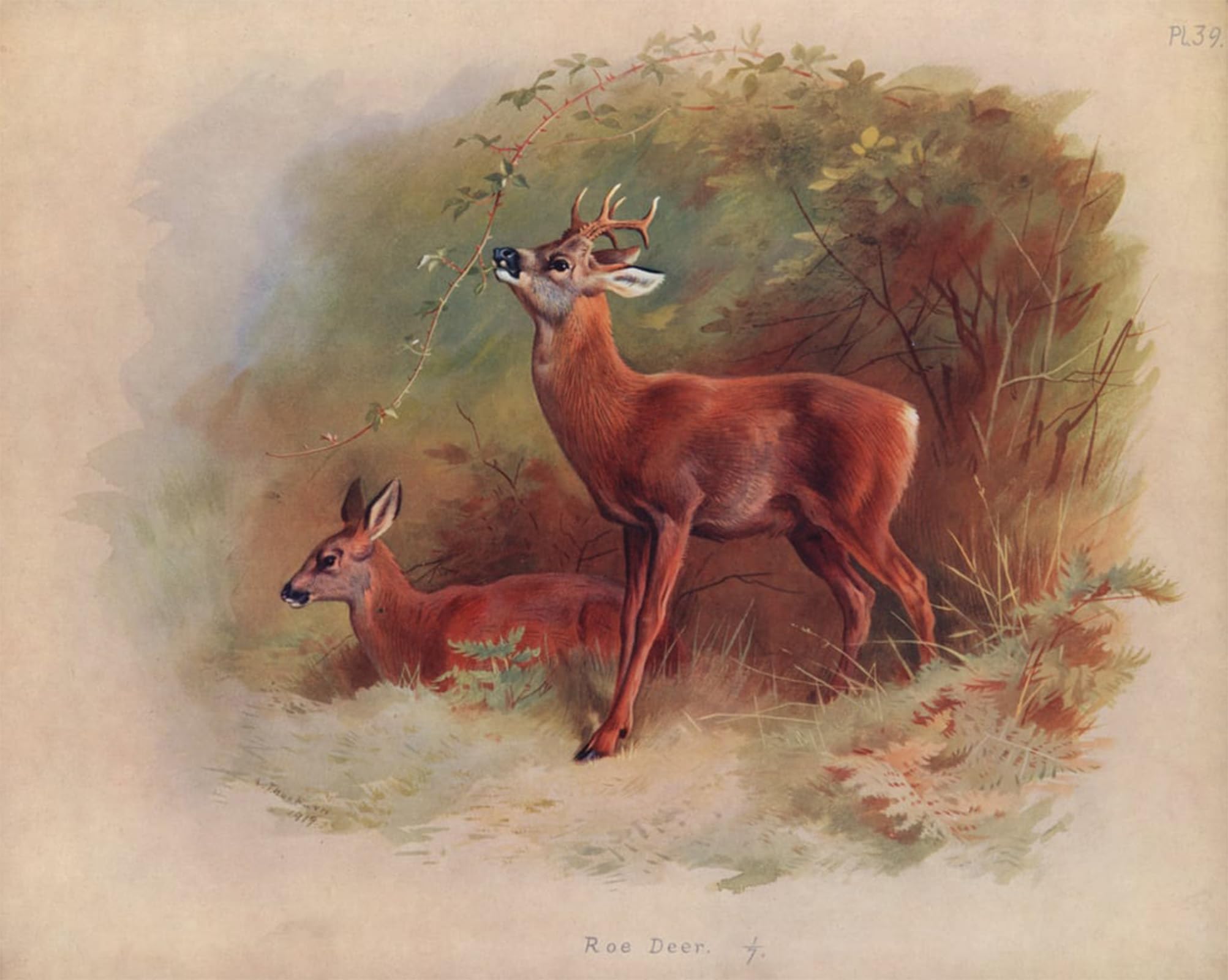 ARTXLXXBN Famous Painting Canvas Artwork Graffiti Print Roe Deer by Archibald Thorburn Portrait Canvas Image for Home Decor 60x90cm