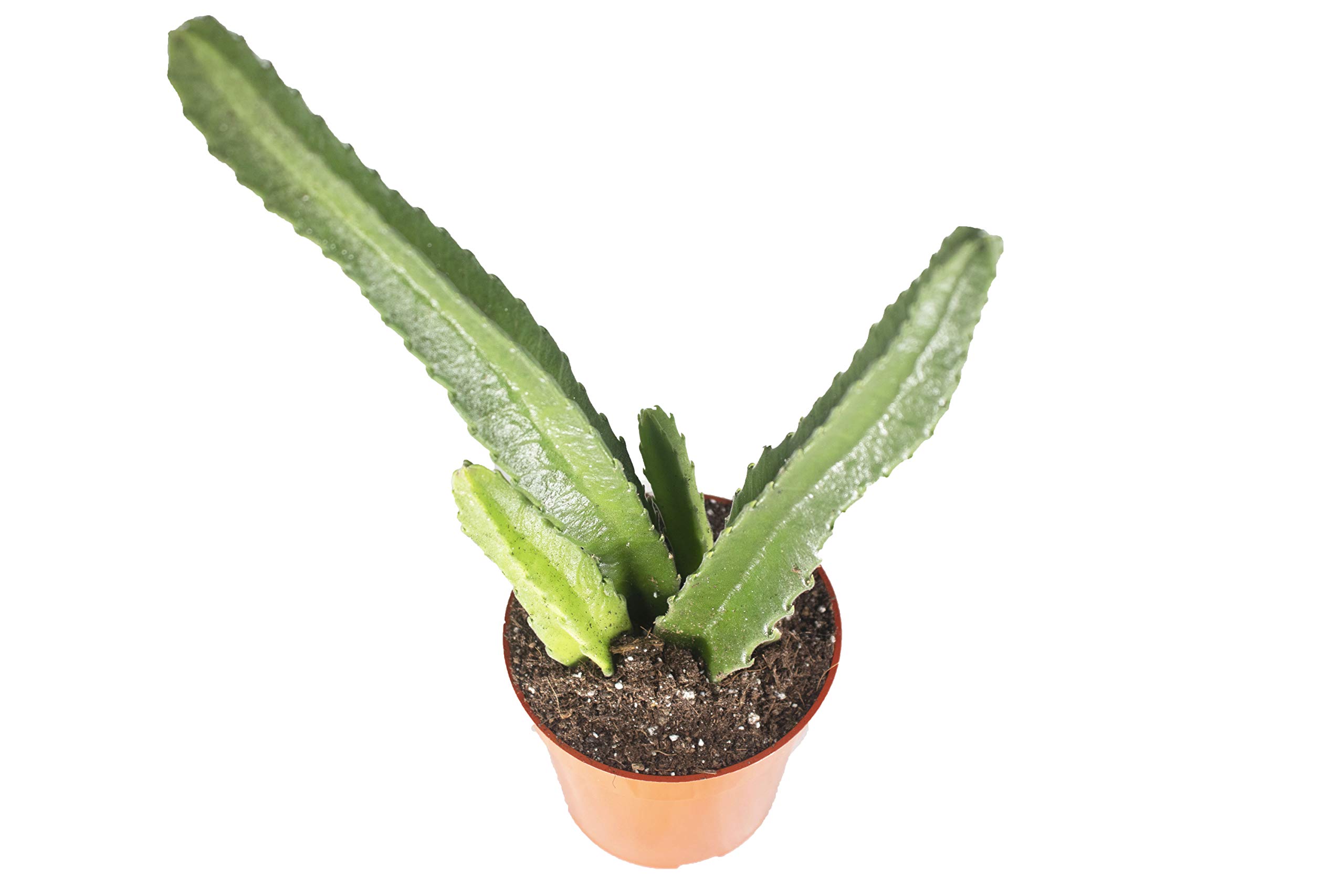Stapelia Gigantea Starfish Cactus - 4'' from California Tropicals