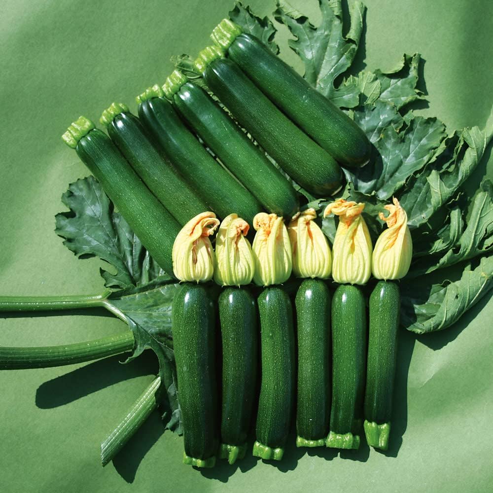 Courgette Plug Plants. 'Midnight'. Medium Plug Plant x 4. Compact for