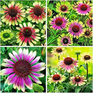 100+ Green Twister Coneflower Flower Seeds for Planting Outdoor-Rare Echinacea Purpurea Green Twister Flower Plant Seeds for Garden Home Deer Resistant Non-GMO