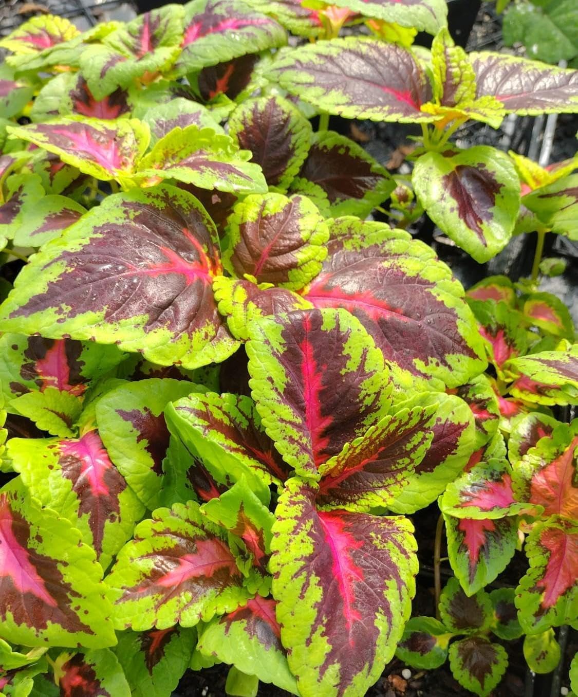 Pinto Coleus – Bold Foliage for Sun or Shade (4 Count)