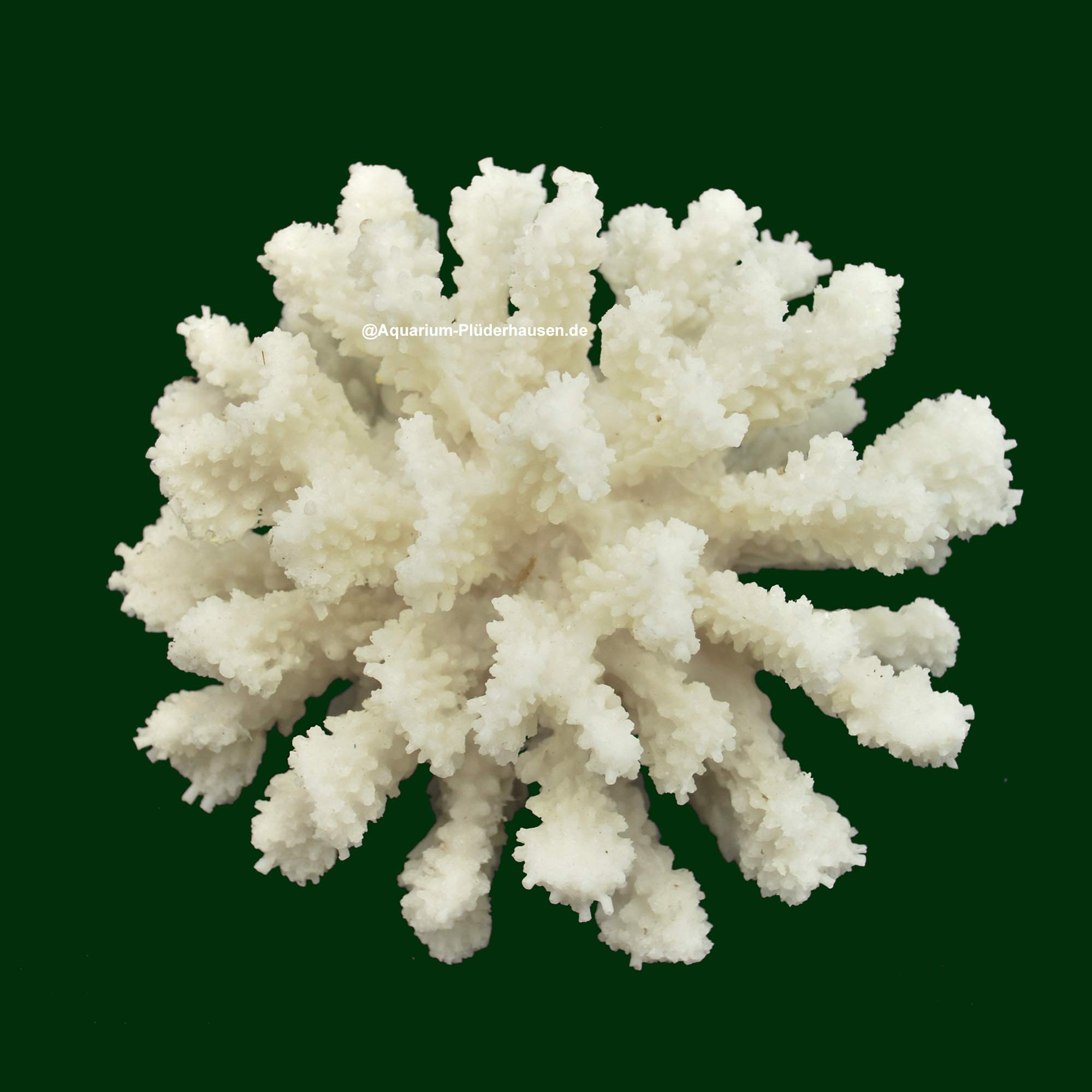 Steinkoralle,15 x16 x8 cm, SPS, Aquarium Meerwasser Korallen, Blumenkohl