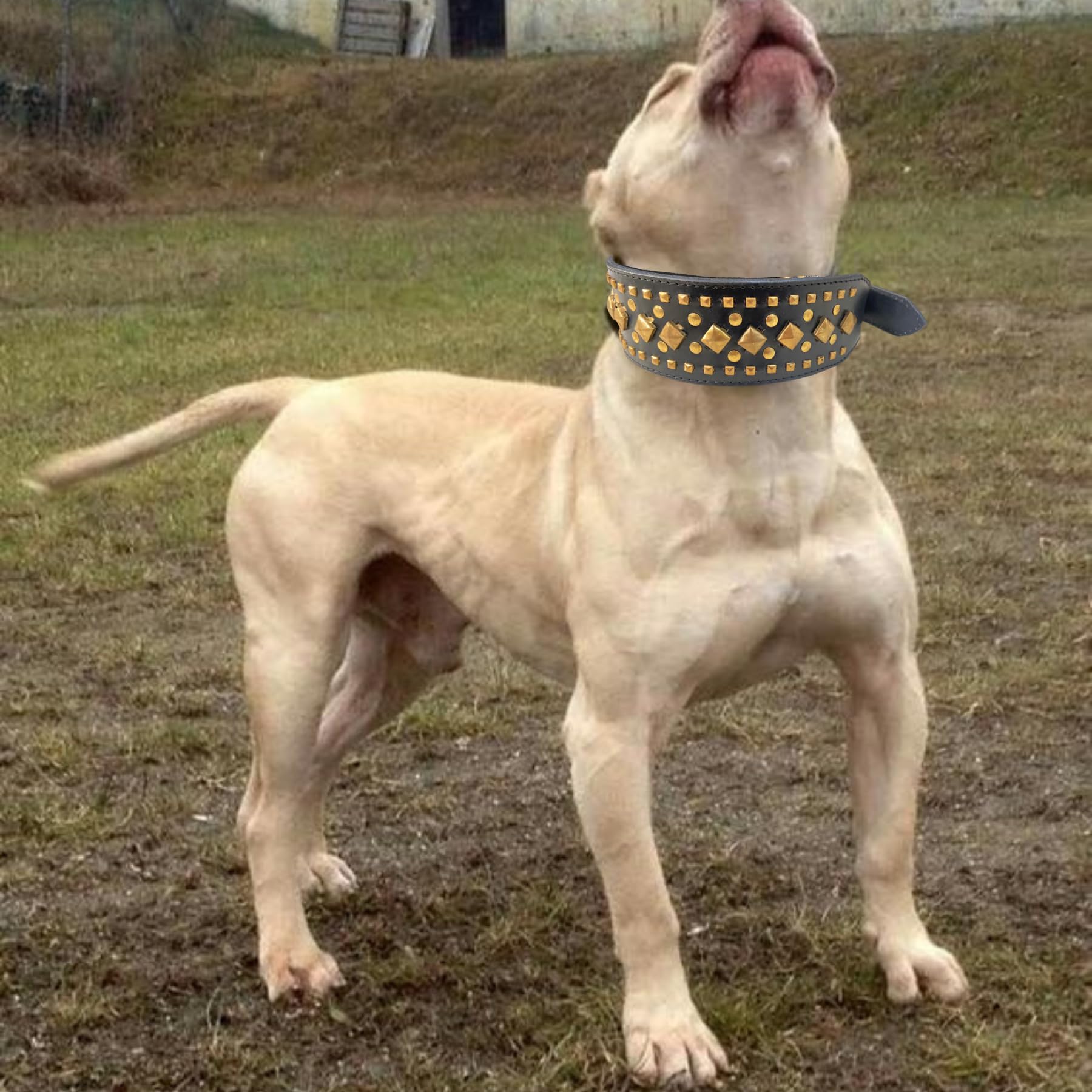 BohoBark Studded Dog Collar, Big Sharp Dog Collars, Geniune Leather, Neck Protection from Bite, Adjustable, Fit Pitbull Doberman German Shepherd, for Medium Large Dogs (B0CT5HX3WW) Amazon Price History, Amazon Price Tracker