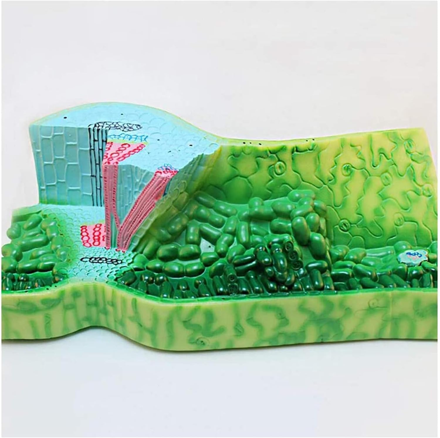 Medical Models, Leaf Structure Anatomical Model Junior High School