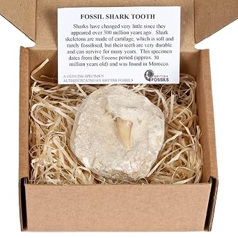 Gift Boxed Fossilised Shark Tooth on Rock   Genuine Eocene Fossil with Info Card