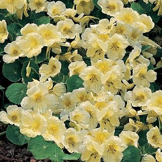 Nasturtium Milkmaid Half-Hardy Annual Indian cress Seeds (30 Seeds) by Thompson and Morgan