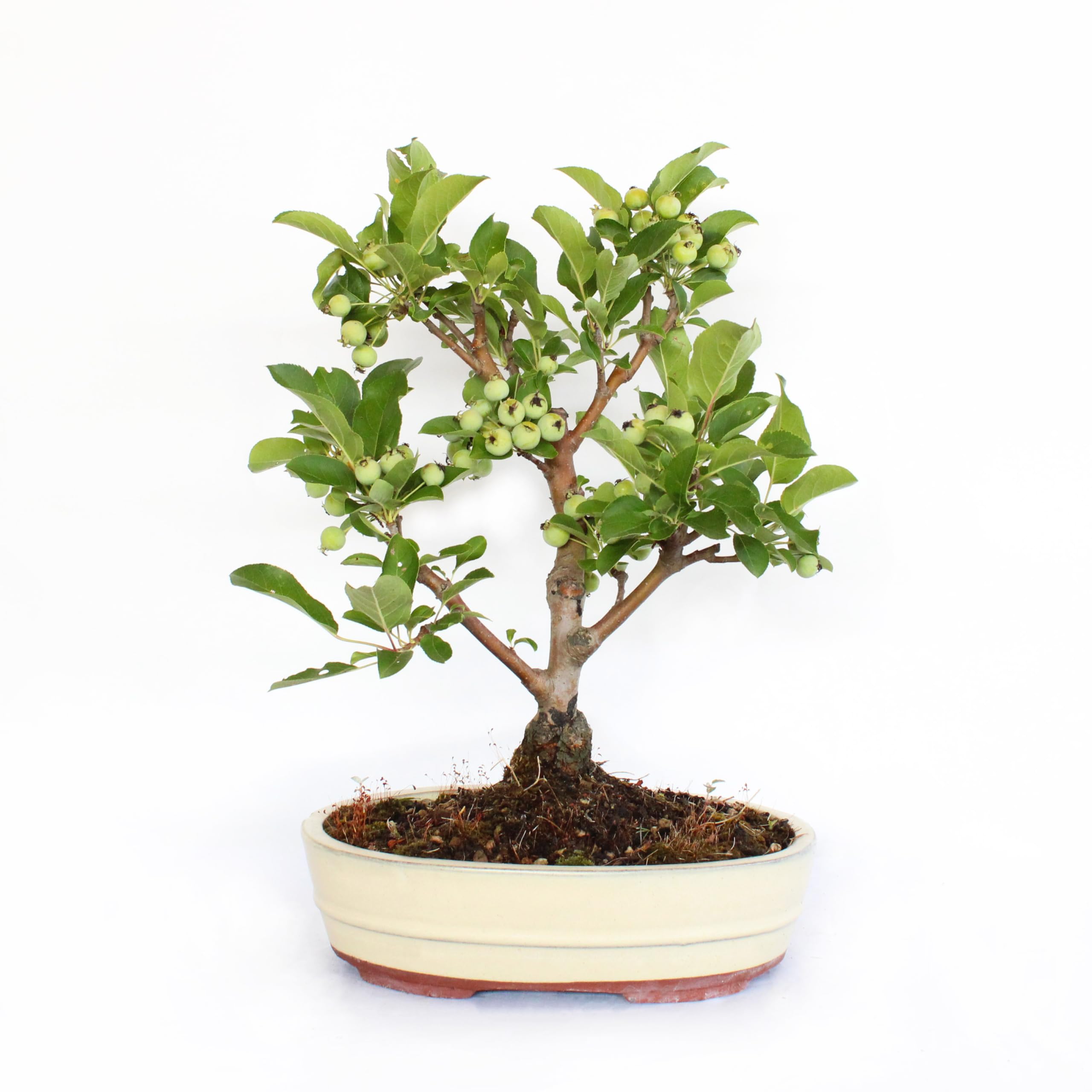 Bonsaï Malus Evereste - Arbre Miniature Style Japonais - Hauteur 25-35 Cm, Pot Céramique 21 Cm - Plante Décorative Extérieur