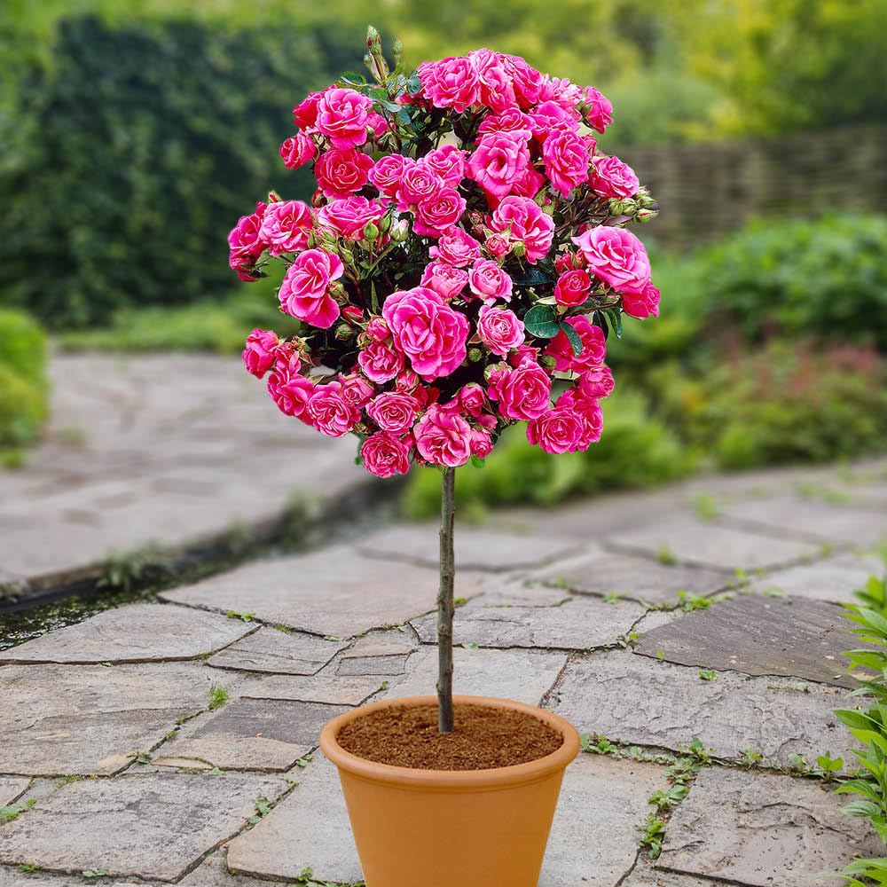 Yougarden Pink Patio Standard Rose In 4 Litre Pot, Gift Wrapped, Ready To Plant, 40Cm Stem