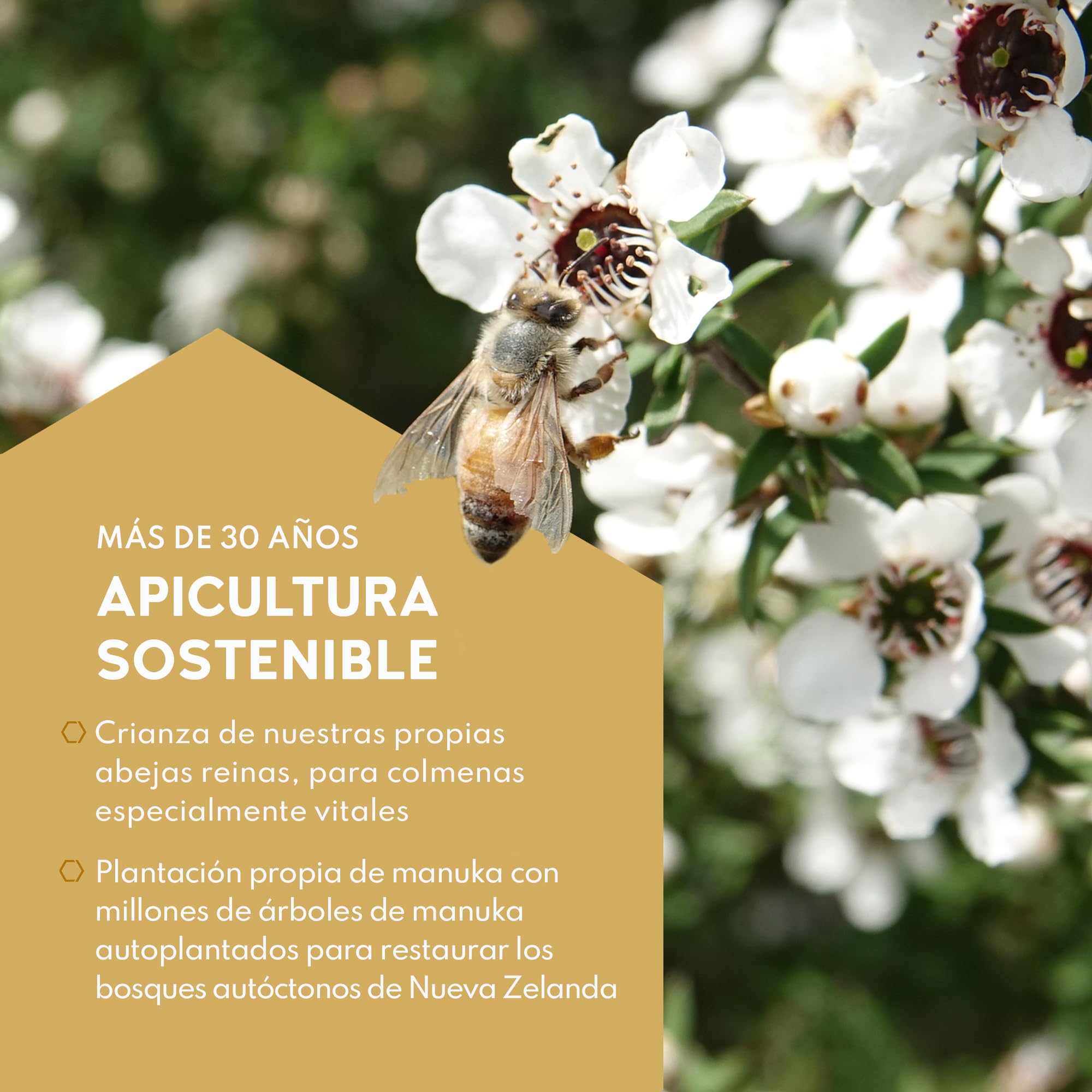 Haddrells of Cambridge Miel de Manuka MGO 800+ (UMF 20+) 500g - Miel certificada de Nueva Zelanda - Rica en metilglioxal - Sostenible, cruda y con un alto contenido en MGO