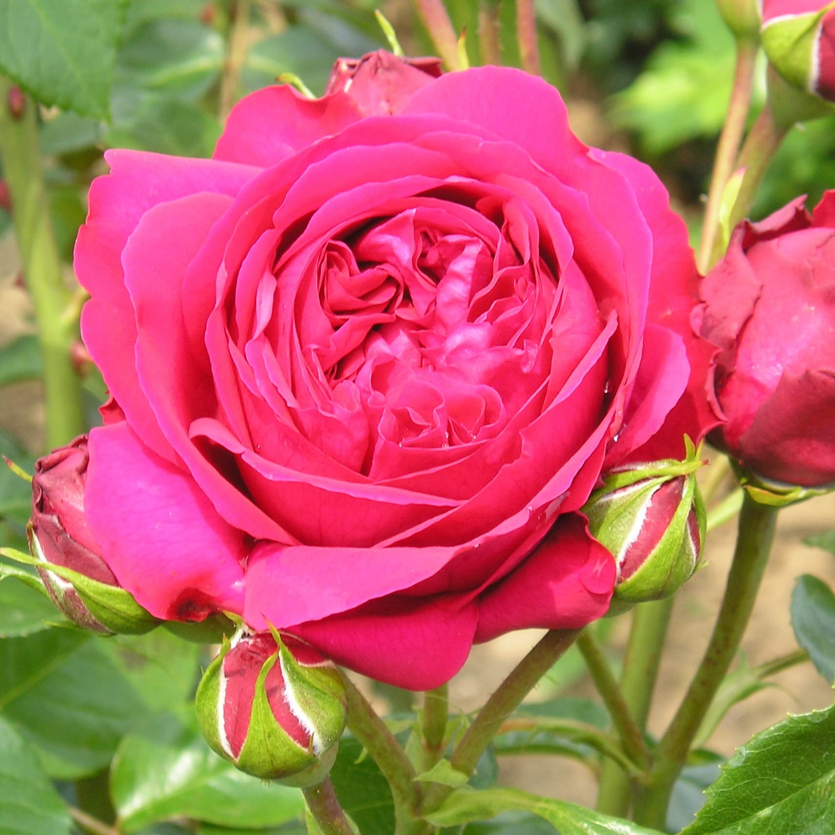 Red Eden Rose - 5.5lt Potted Climbing Garden Rose - Fragrant, Deep Red, Repeat Flowering Blooms