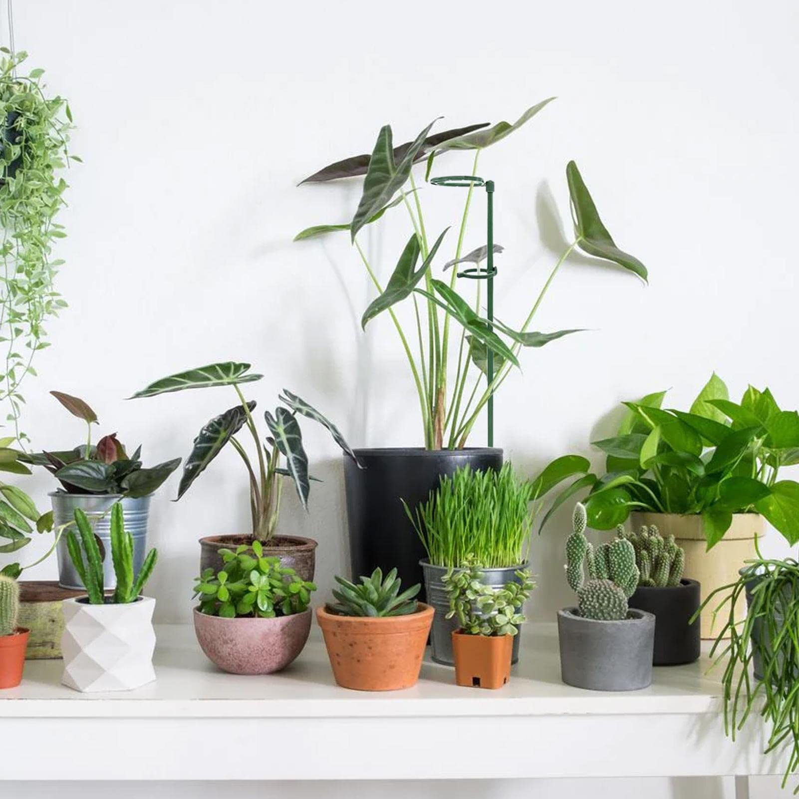 FEED GARDEN Lot De 6 Tuteurs De Support Pour Plantes De 40 Cm Pour