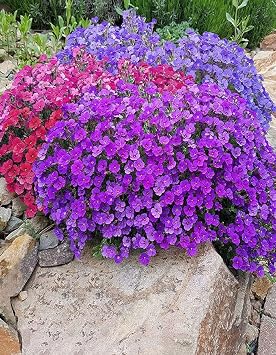 100+ Seeds Rock Cress (Lilacbush, Aubrieta) Cascade - Flower Hybrid Mix