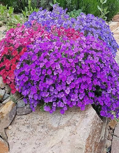 KIRA SEEDS - Rock Cress Hybrid Mix - Lilacbush Aubrieta - Perennial Flowers for Planting - GMO Free 100 Seeds - Thumbnail 2