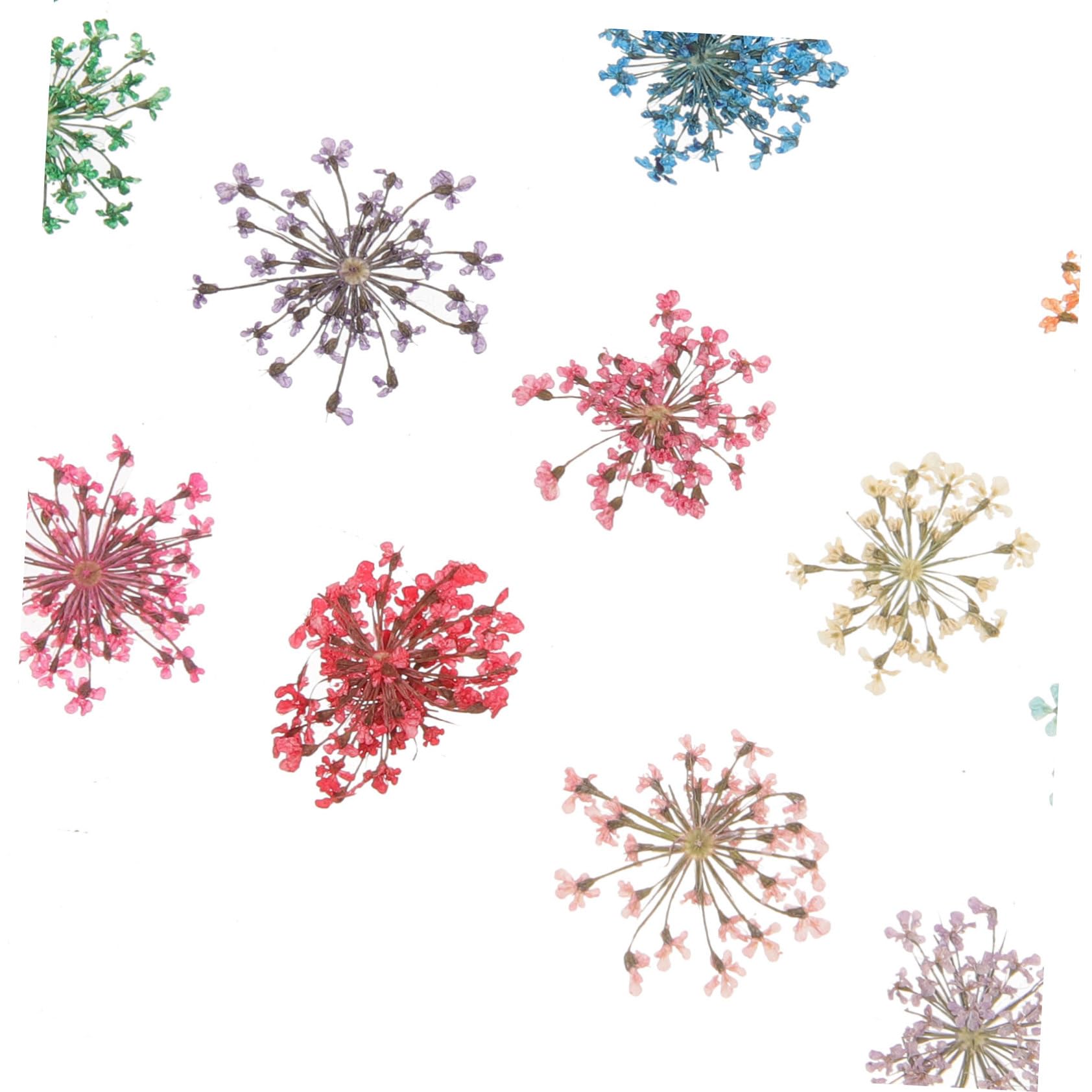ABOOFAN 9 Cases Fleurs Séchées Remplies D'époxy Ongles De Marguerite Stickers Artisanat De Fleurs Séchées Séché Fleur Séchée Décor Floral Fleurs Séchées Naturelles