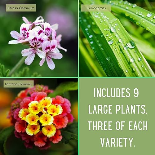 Miniatura 2 de Mosquito Trio - 9 plantas repelentes para mosquitos – incluye tres variedades: 3 geranios citronelas, 3 pastos de limón, 3 lantanas. Cada una de 4 a