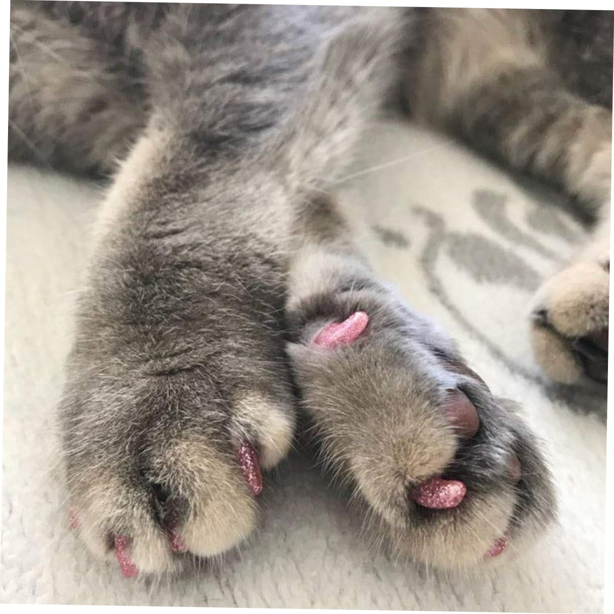 BESPORTBLE 300 Pièces Casquettes à Griffes kit Ongles Capuchons d'ongles de Chats Couvre-Griffes de Chat Capuchons d'ongles pour Animaux de Compagnie Casquettes de Griffe de Chat