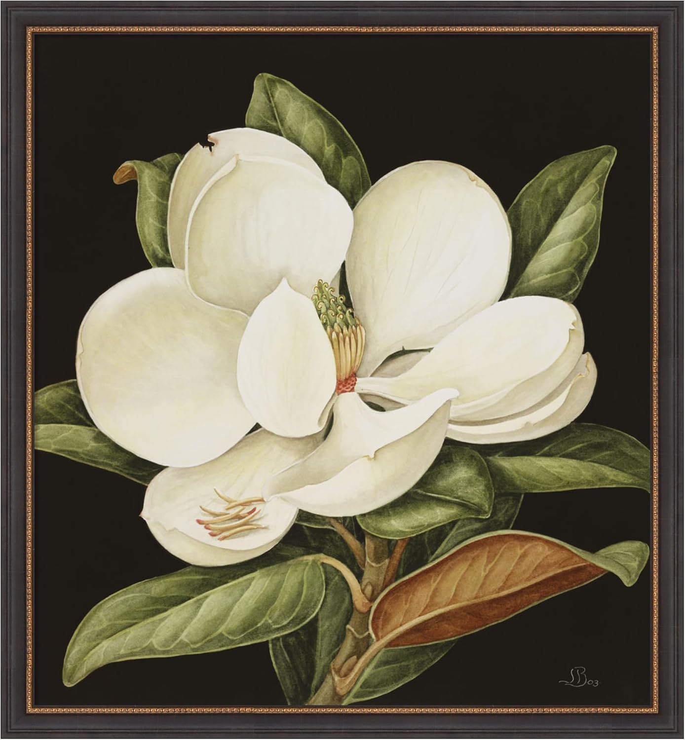 Amanti Art Framed Wall Art Print 35x32 Magnolia Grandiflora 2003 by Jenny Barron, Flowers Wall Art, Traditional Decor, Large Poster Painting Artwork for Living Room, Bedroom, Bathroom, Kitchen,