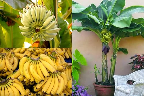 Cavendish - Planta de plátano enano de 5 a 7 Inc adornos de plantación de jardín perenne macetas fáciles de cultivar regalo