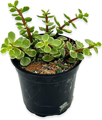 ragnaroc Suculentas vivas  Portulacaria Afra Variegata en maceta de 4 pulgadas  1 unidad  Llegada viva garantizada  Suculentas en maceta, plantas de