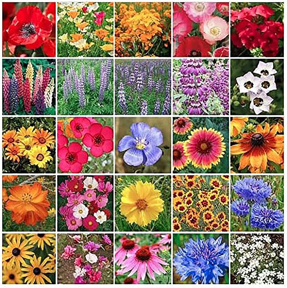Buy Southwest Wildflower Seed Mix Annuals and Perennials Online at