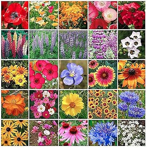 Mezcla de semillas de flores silvestres del suroeste - Anuales y plantas perennes