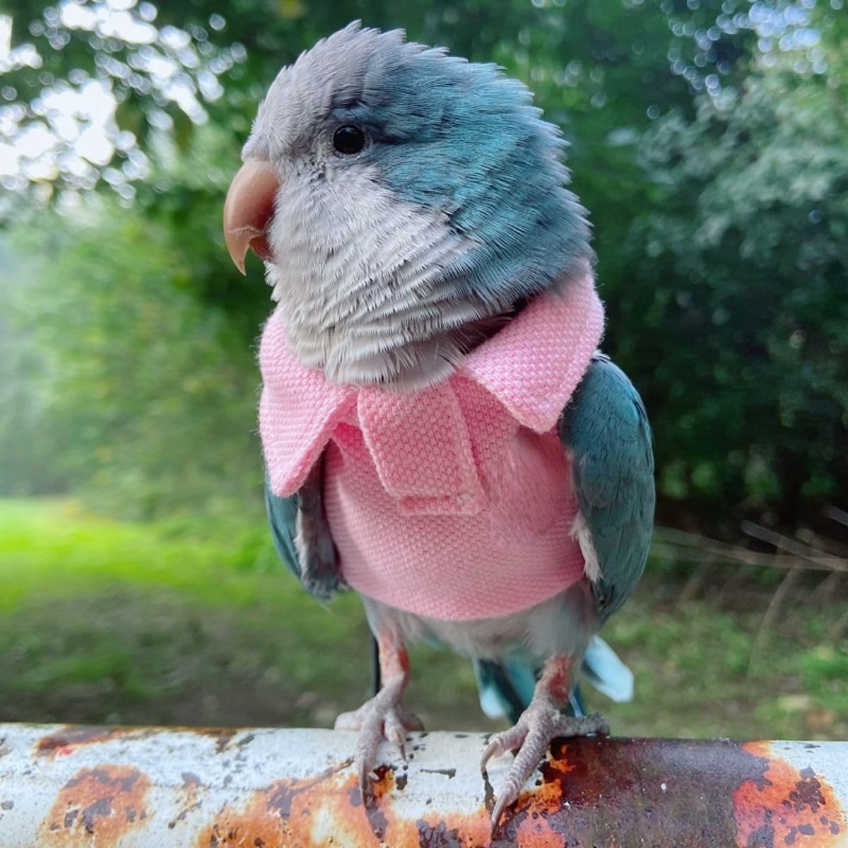 Bird Costume Bird Diaper Flight Suit Bird Pink Top Bird Clothes Cosplay Photo Prop for Parrots Lovebird Parakeet Cockatiel Small Animals Apparel (Without Diaper,Sulphur-Crested Cockatoo)