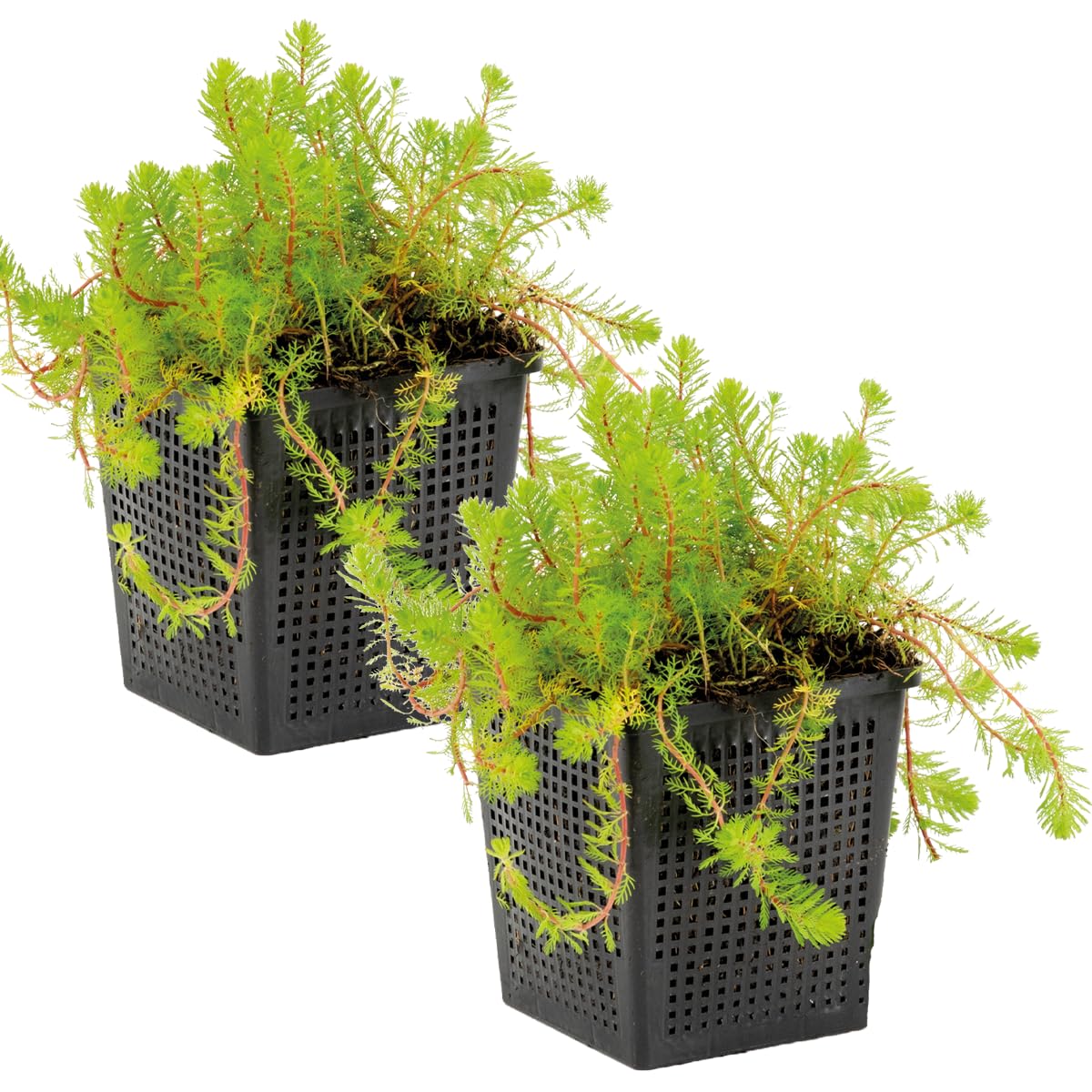 Bloomique - Set de 2 - Myriophyllum ‘Red Stem’ - Milhojas acuático - Plantas de estanque - Acuáticas - Resistente al frío - Altura 10-20 cm - Maceta 11 cm