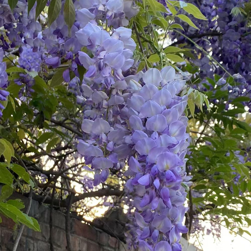 50 pcs blauregen pflanze winterhart samen, blumen pflanzen, ostergeschenke  (Wisteria sinensis) herbstblumen winterhart, extrem winterharte  kbelpflanzen wildblumenwiese saatgut mehrjhrig, : Amazon.de: Garten