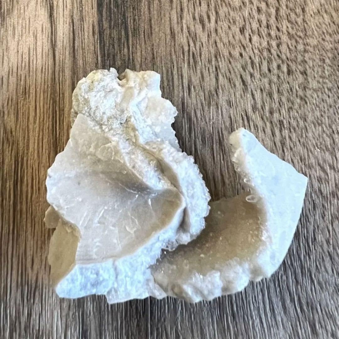 カルサイト　貝化石 フロリダ州 貝化石カルサイト | 鉱物標本,カ行,カルサイト/方解石