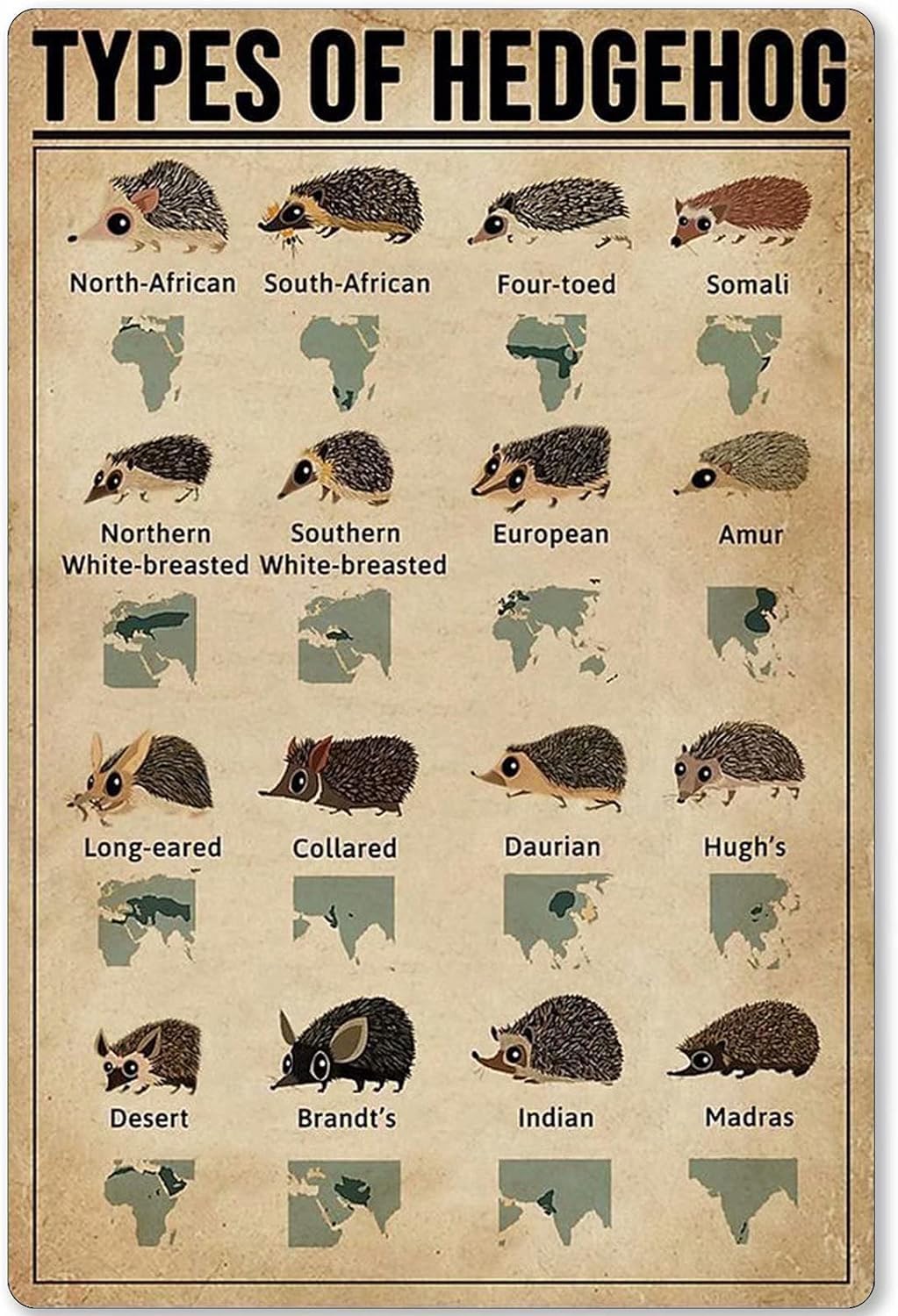 Tfzqm Style-4 Types Of Hedgehog Posters Metal Signs Hedgehog Knowledge Popular Science Guide Room Club Farm Wall Decor 8X12 Inches