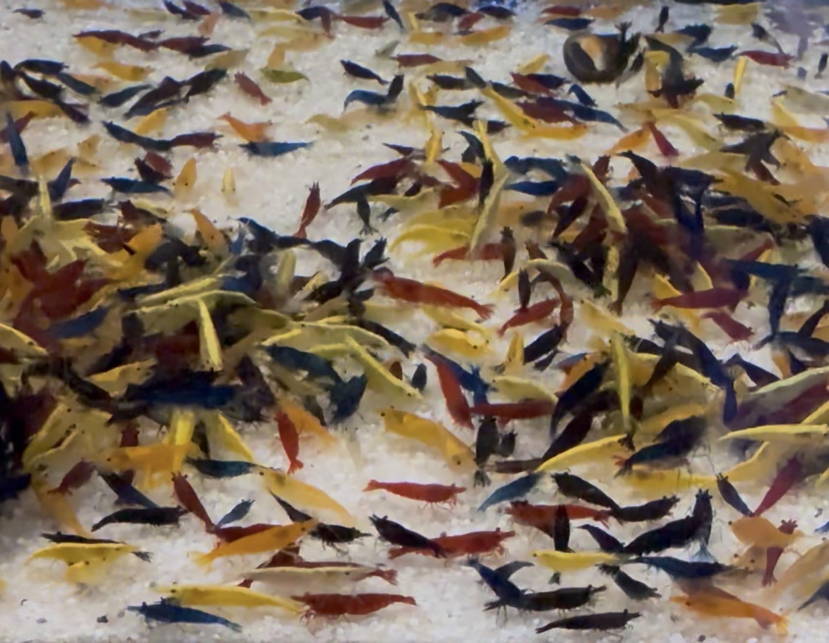 10x Zwerggarnelen Mix (Neocaridina) – Bunte Aquarium Garnelen Set – Lebendtiere für Nano Aquarium – Algenfresser & Anfänger geeignet