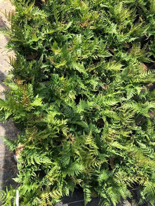 Dryopteris erythrosora 'Autumn Fern' (3 Gallon)